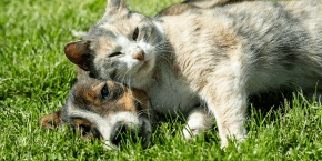 rppwxowlh910omfb3inl.png Cat lying on a dog on grass