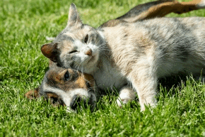 rppwxowlh910omfb3inl.png Cat lying on a dog on grass