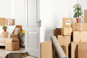 A cat walking between rooms containing piles of cardboard boxes
