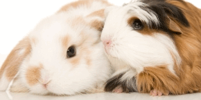 mxgwbmnwfekebbrcleki.png A rabbit and a guinea pig