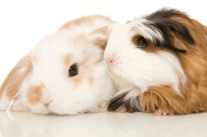 A rabbit and a guinea pig