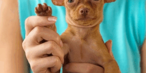 sddb8mh0gtc31xt8pjzc.png A person holding up a chihuahua puppy’s paw
