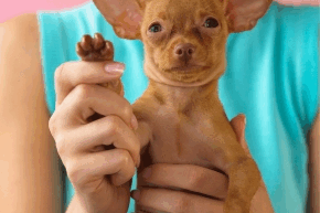 A person holding up a chihuahua puppy’s paw