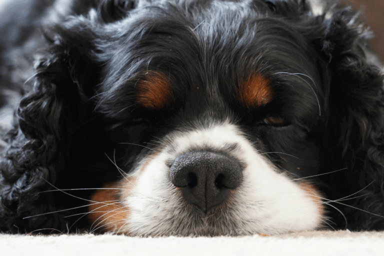 breed blog
