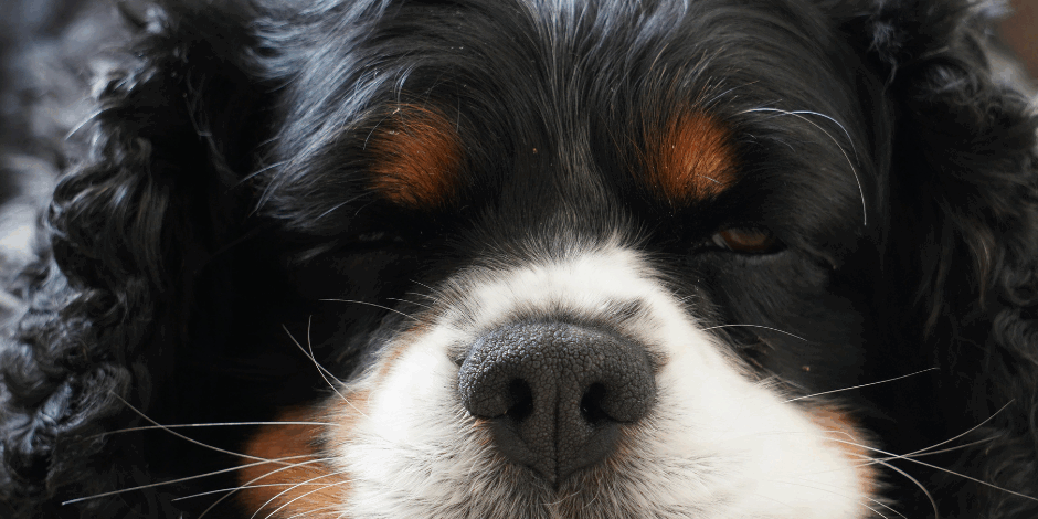 breed blog