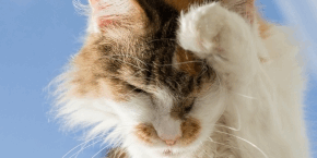 Cat rubbing their head with their paw