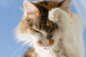 Cat rubbing their head with their paw