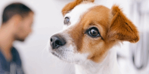 neh7p3wvkx6qbv1rc483.png Small brown and white dog looking up with a vet in the background at a desk