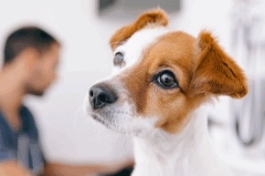 Small brown and white dog looking up with a vet in the background at a desk