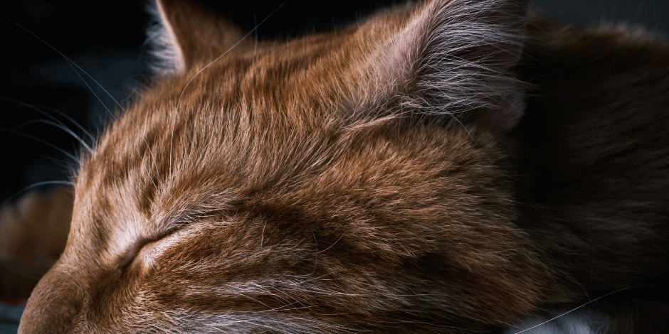 sad pet (1)