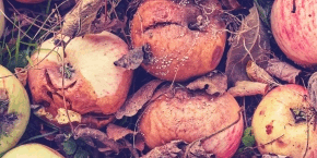 x8eyftgiyrmpgme7rt6t.png Rotten apples on the floor