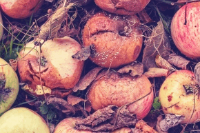 Rotten apples on the floor