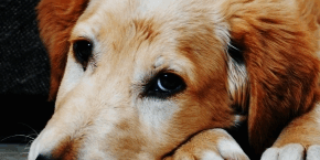 kchh9htq771o1l78mmds.png Close up of face of a dog lying on the floor.