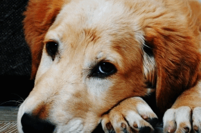 kchh9htq771o1l78mmds.png Close up of face of a dog lying on the floor.