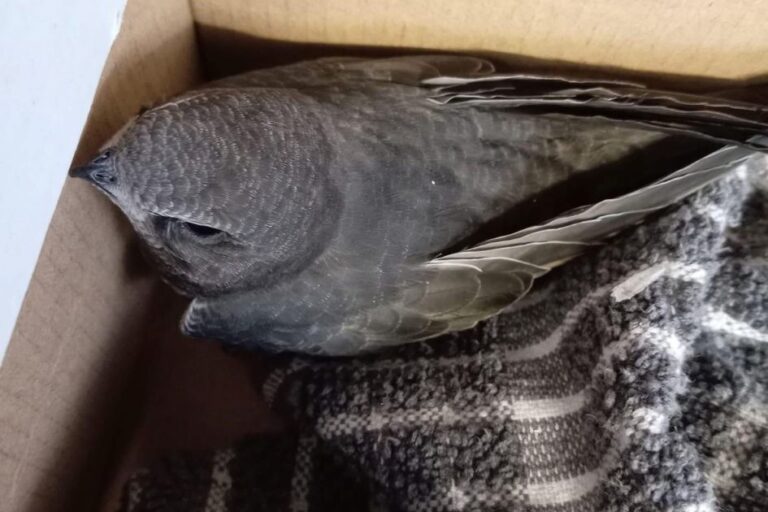 swift