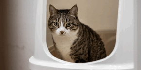 Cat in a covered litter box