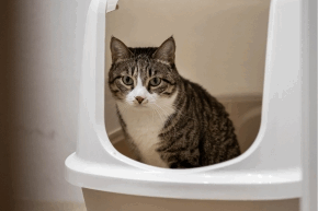 wz7wzfxwuwcdju9nby4g.png Cat in a covered litter box