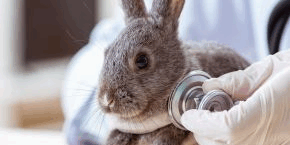 iwlq4vftufmj6wh6wtvg.png Rabbit having their heart listened through a stethoscope by a vet wearing gloves