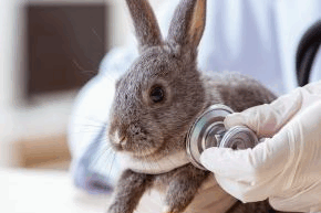 iwlq4vftufmj6wh6wtvg.png Rabbit having their heart listened through a stethoscope by a vet wearing gloves