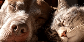 nb7dktuv1zuekkavwno0.png old dog and cat lying together