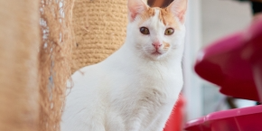 White cat sat amongst cat trees