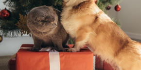 A dog with their paws on a wrapped red box and a cat sat on it by a Christmas tree