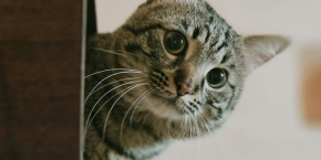 czuheht5im61vkr87lsg.png Cat poking their head from behind a box