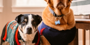 n5tco8obooym0rthrzi7.png Two dogs in wool jumpers sat indoors in front of a window with winter trees with no leaves on