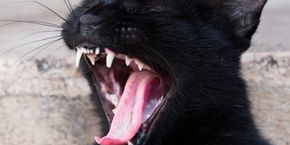 sb9nq7qbbz56wmy0ecmk.png A black cat yawns and shows its teeth.