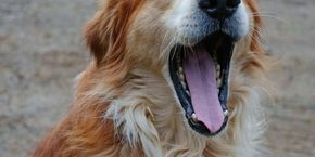 A dog yawns and shows their mouth