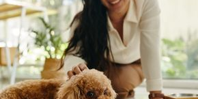 A poodle-type dog lays on the floor and their owner pets them.