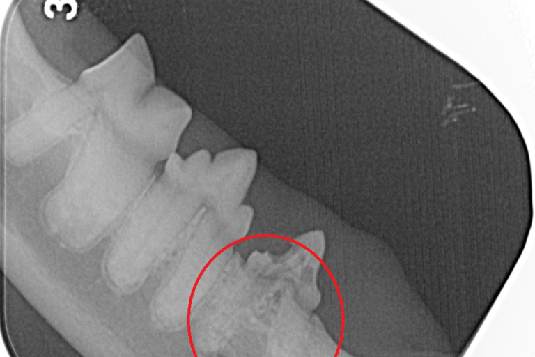Resoprtive Lesion Image