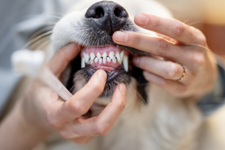 dental teeth