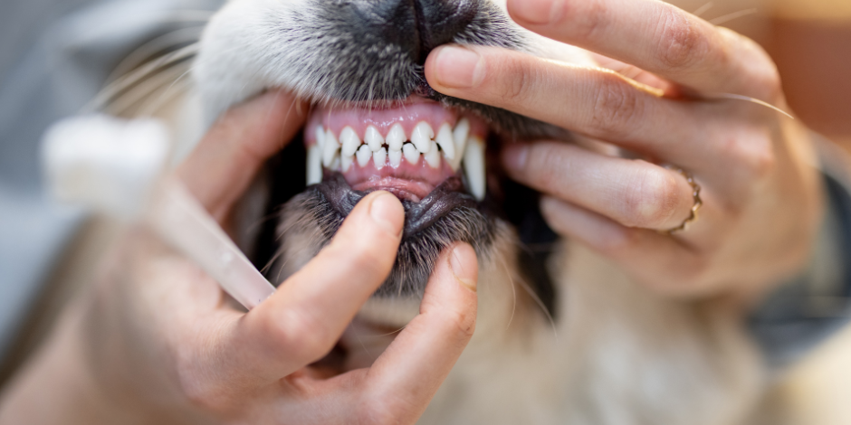 dental teeth
