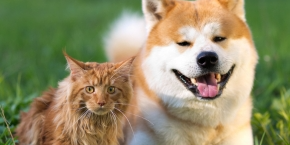 mfswoprw5btpwitiwen4.png Ginger and white dog and cat sat next to each other on grass