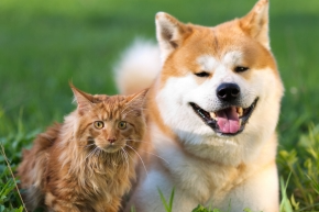 Ginger and white dog and cat sat next to each other on grass