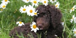 umqskupiwohdnbinmga0.png Dog lying amongst grass and daisies