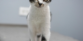 Tortoiseshell and white cat standing confidently on a vet table
