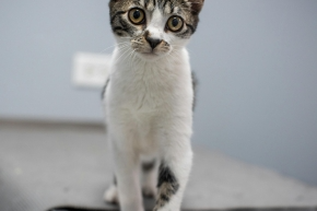 cxfgytuyykk3nlfvlnzp.png Tortoiseshell and white cat standing confidently on a vet table