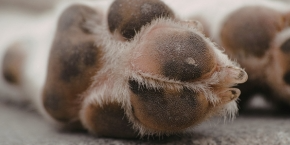Underside of dog paws