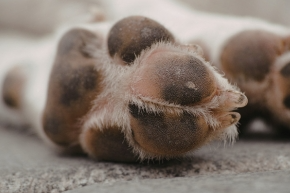 q989eim3gpqm3dwuip4v.png Underside of dog paws