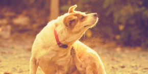 wipvrumjvxbvf5wklwoc.png Dog scratching