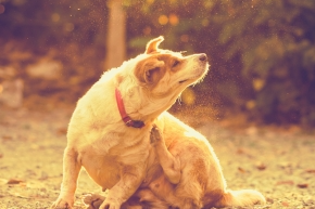 wipvrumjvxbvf5wklwoc.png Dog scratching