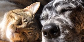 eopsqbxxcea7uni9cxer.png A cat and a dog lying next to each other on a wooden floor, with sunlight falling across them.