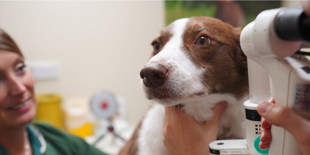 milton-keynes-vets-nursing-clinics