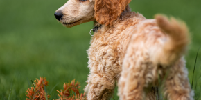 owgur4mkyxsxahs4omnb.png A small curly-coated dog standing on grass, facing to the left, with a branch on the ground nearby.