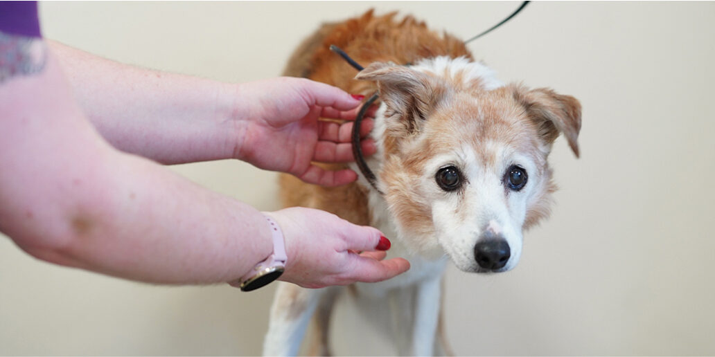senior-pet-care-milton-keynes-vets