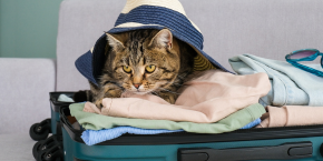 A cat sitting in a packed suitcase under a hat