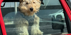 hjgfg0gij6tmxqzlmtlm.png A dog with their head out the window of a car and fur blowing in the wind