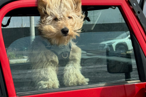 A dog with their head out the window of a car and fur blowing in the wind